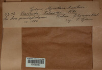 Sawadaea tulasnei image